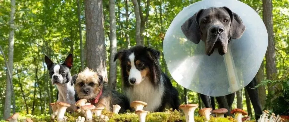 我还没练出腹肌 300元一次的宠物健身先把狗卷疯了