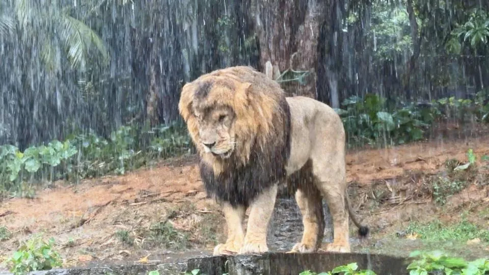 野生动物园非洲狮暴雨中独自忧伤成落汤狮，它为何不躲雨？