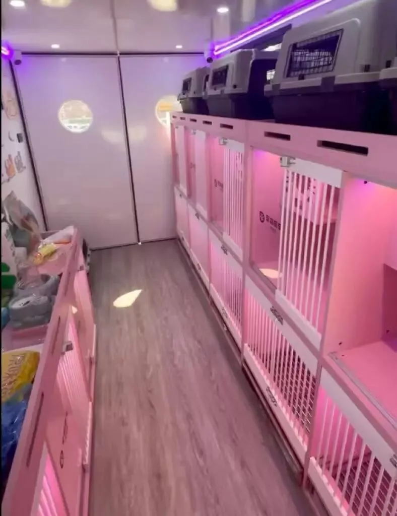 花5000块给猫买头等舱，年轻人富养猫狗穷养老己