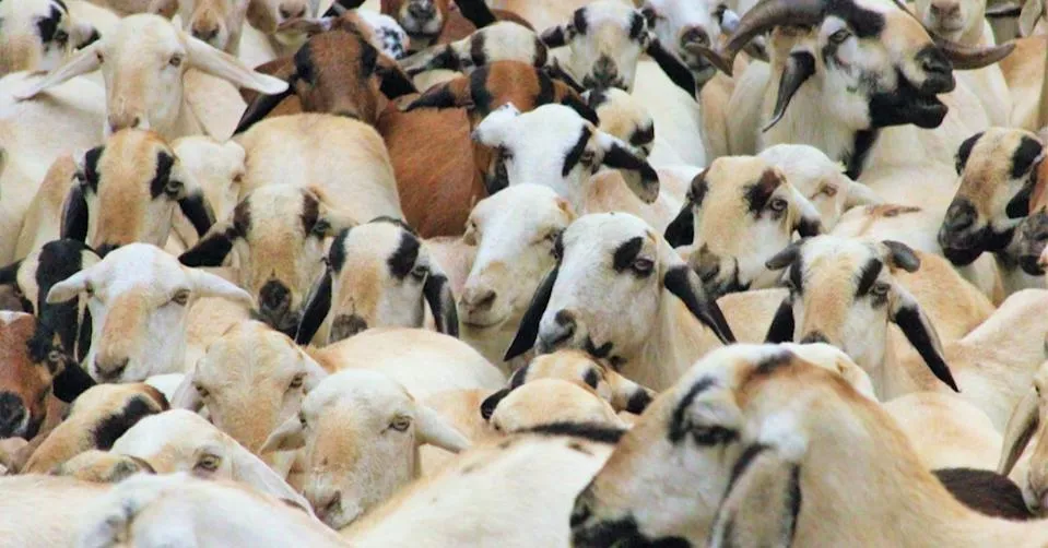 加州爆发一起山羊集体“越狱”事件 险酿交通混乱