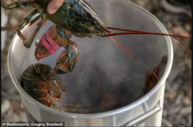 又一国要立法了 禁止活煮龙虾 有证据它们很疼！