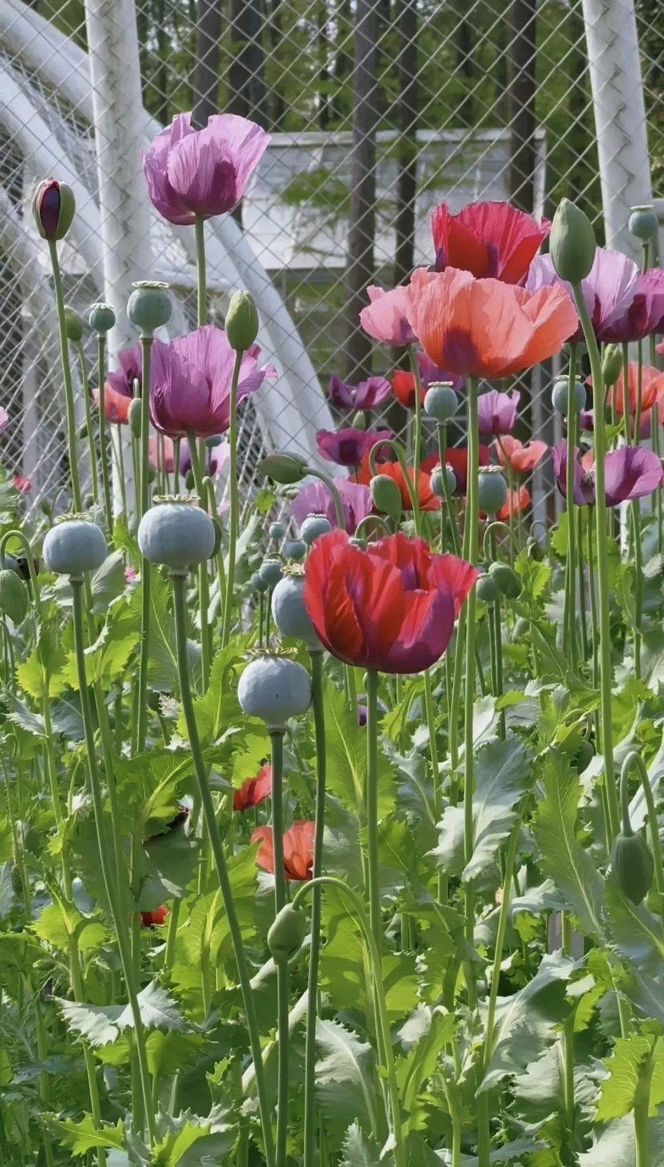 植物园回应景区铁笼内种植罂粟:用于禁毒科普