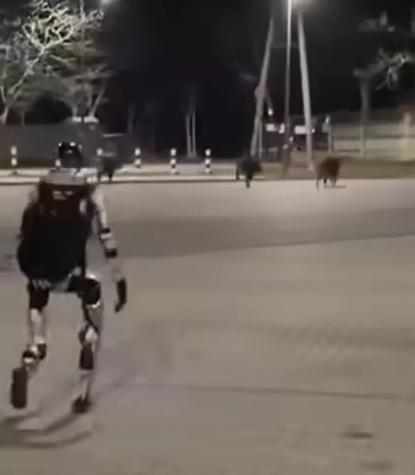 波兰街头奇景：机器人追一群猪！画面疯传