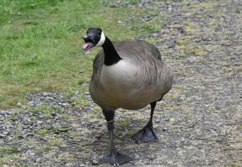 加拿大鹅，快把新西兰人逼疯了