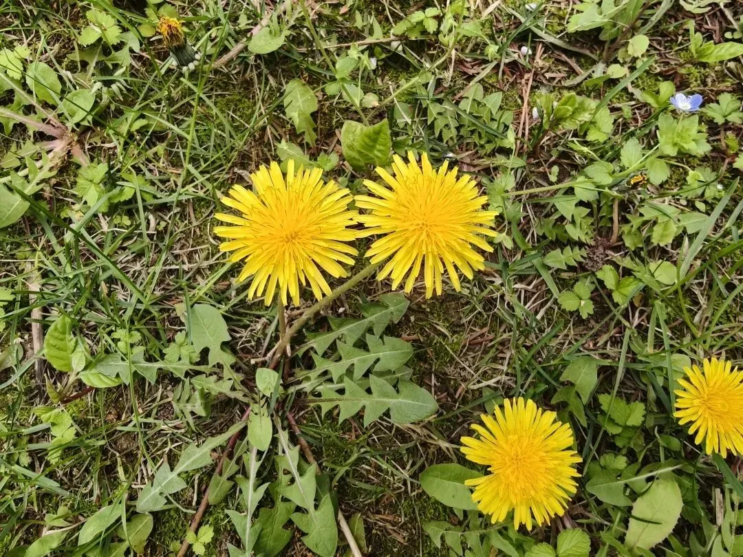 又又又开始统计教职工自媒体账号了