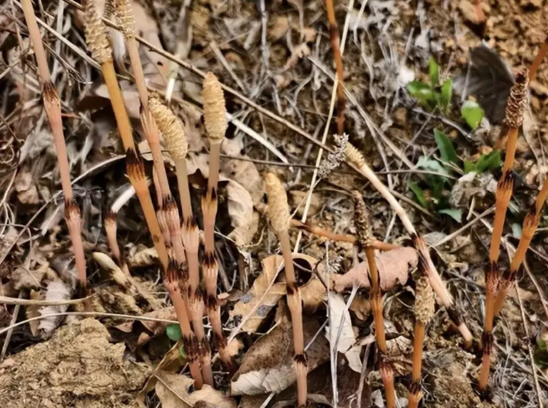 8岁男童爬山挖野菜突伸手一指“山下有黄金” 比对后真有金矿