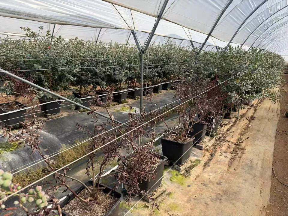 一棵苗40元、一年亏千万：一批美国蓝莓折戟云南