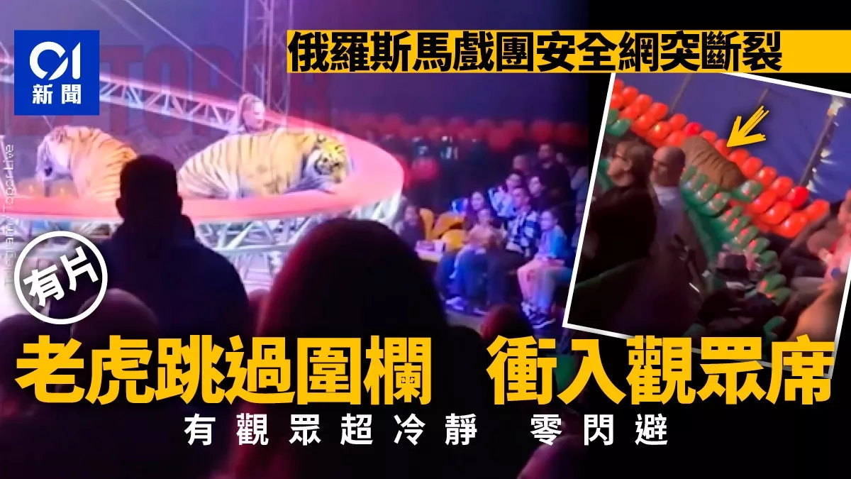 俄马戏团老虎“冲进观众席” 有人狂逃，有人淡定围观