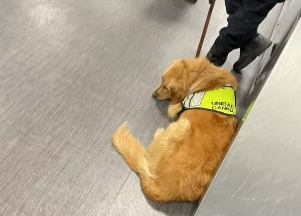 缉毒犬误把泡面当毒品！遭海关当众飙骂“委屈缩墙角” 网全怒了