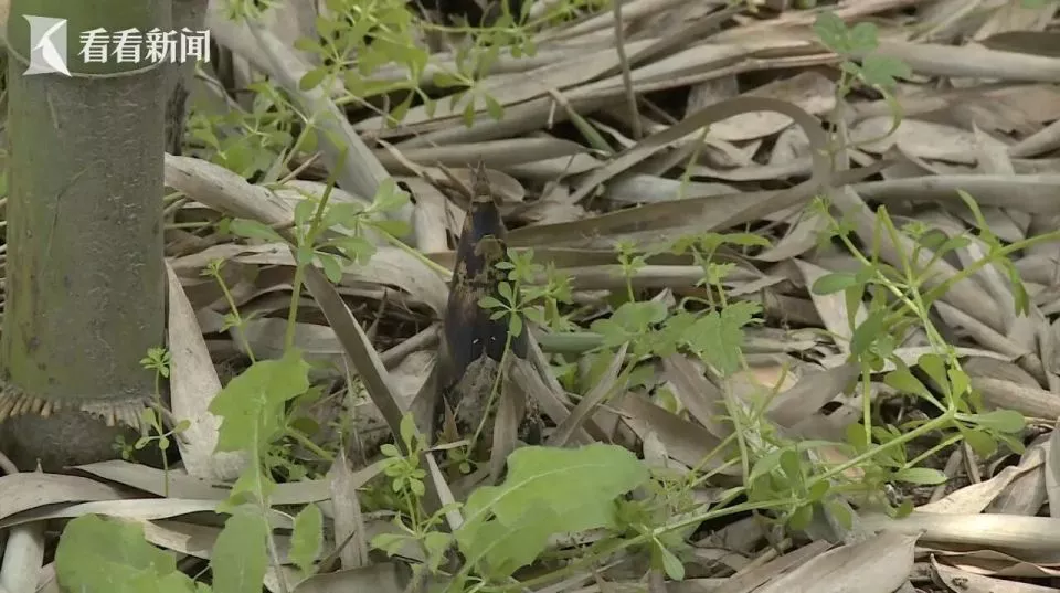 男子在景区走野路私自挖笋，一脚踩空竹笋直插鼻腔
