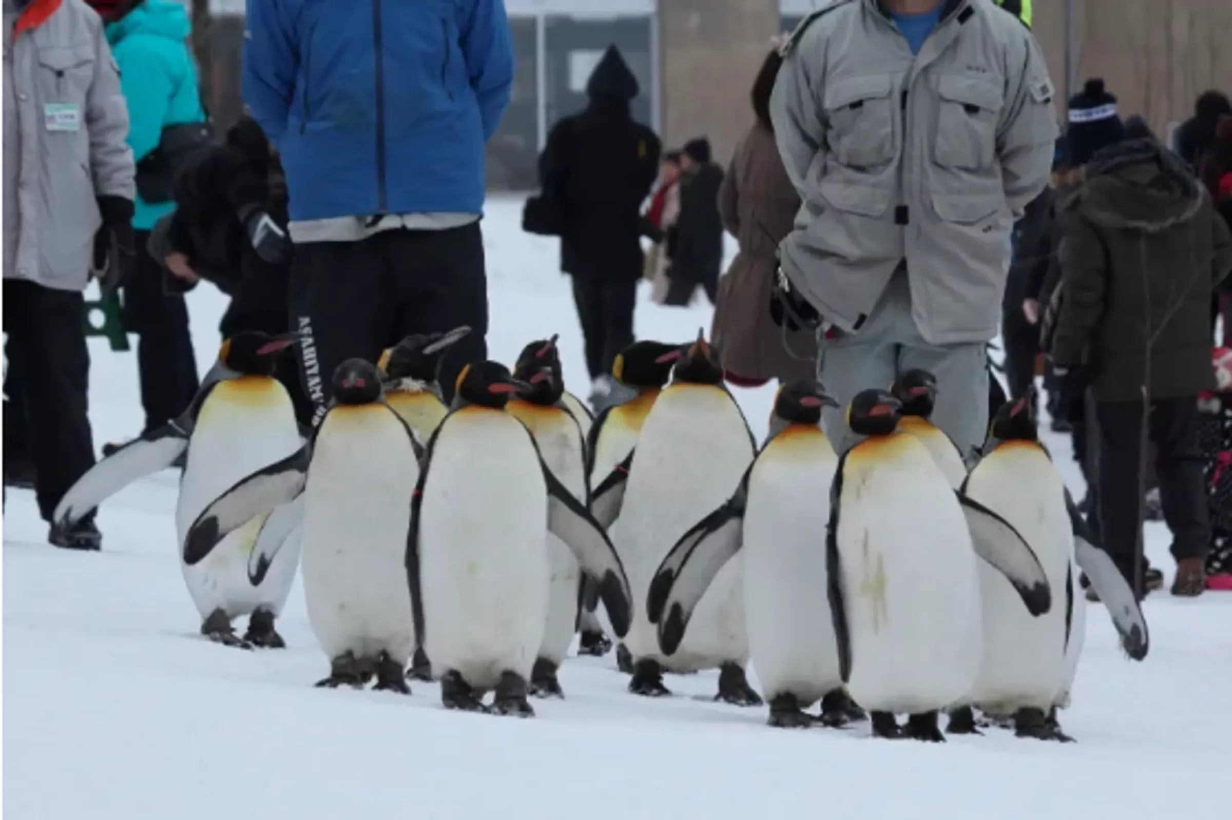 惊悚！动物园员工杀妻后丢进焚化炉 隔天冷静上班