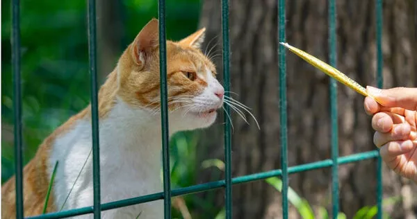 喂食流浪猫就变"法定饲主"！美国1城市新规上路
