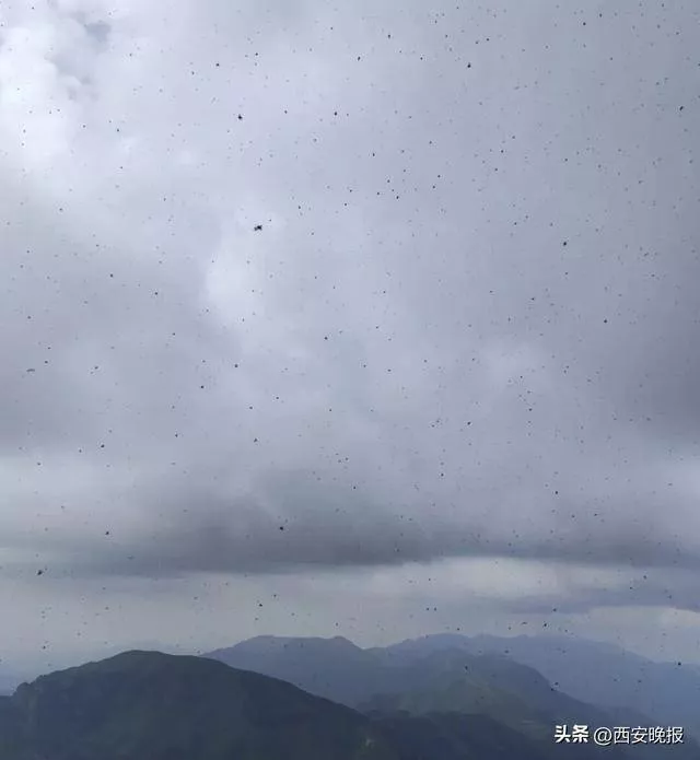 武功山景区遭“臭屁虫”围攻 游客调侃“张嘴能吃饱”