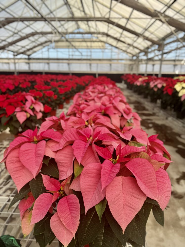 No photo description available.