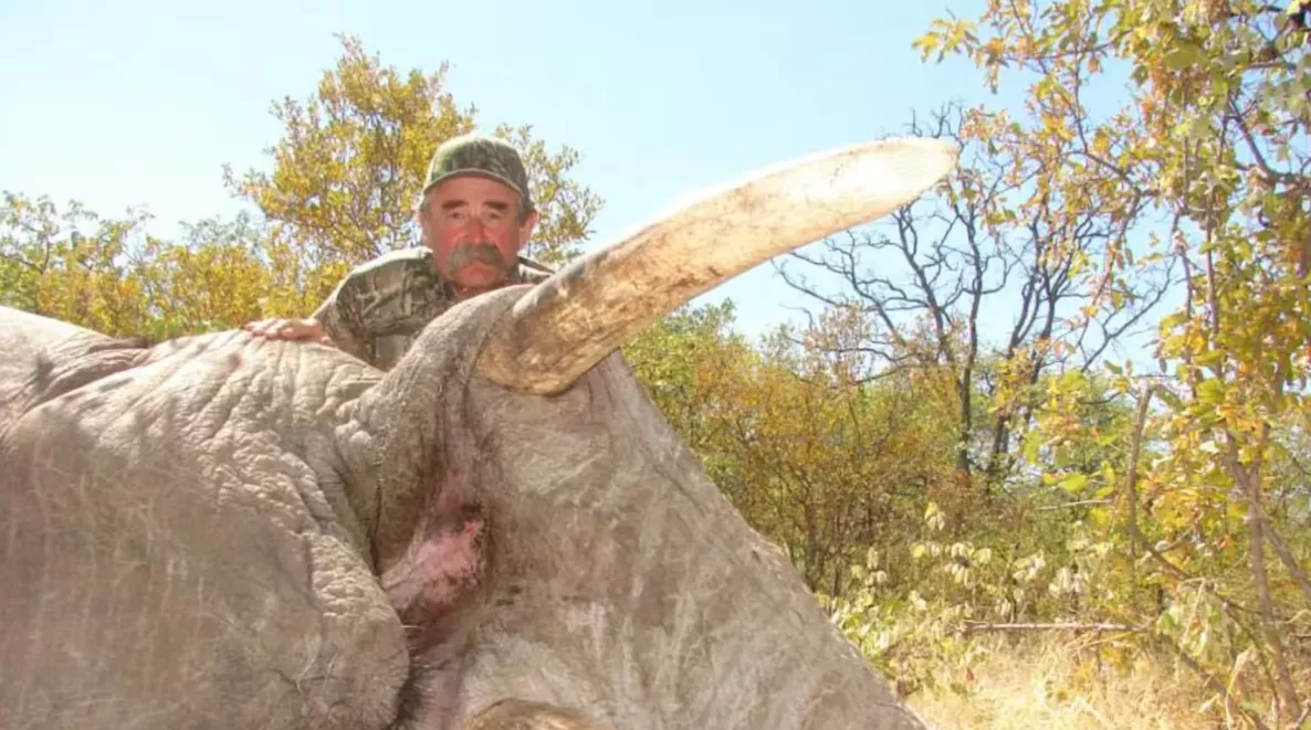 美国富豪猎人非洲狩猎，遭五头大象踩踏身亡