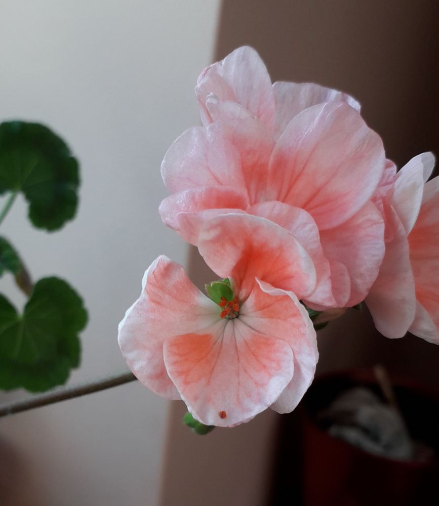 Geranium