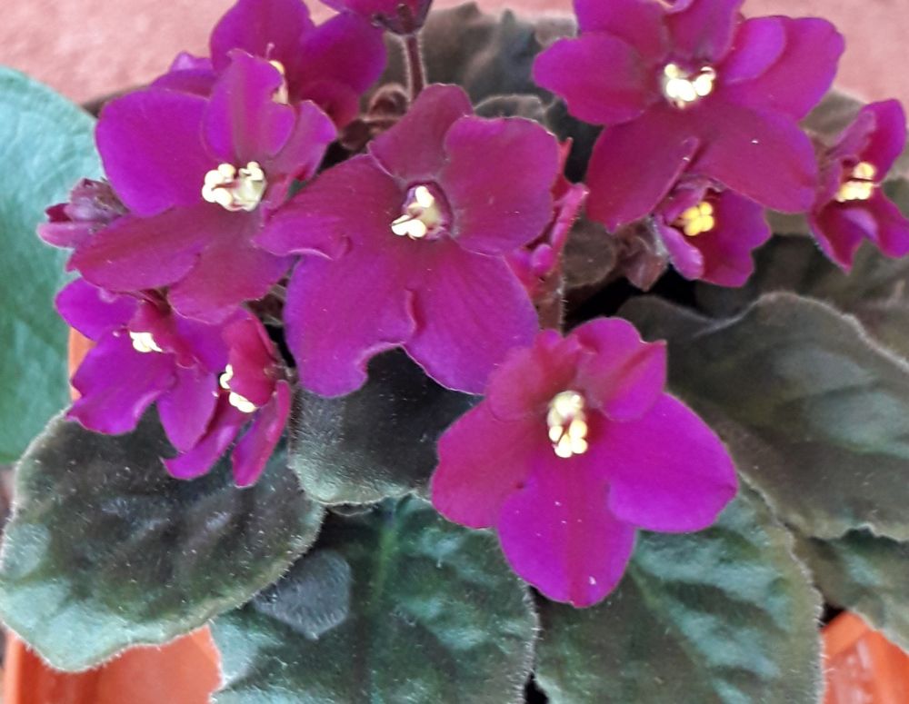 African Violet