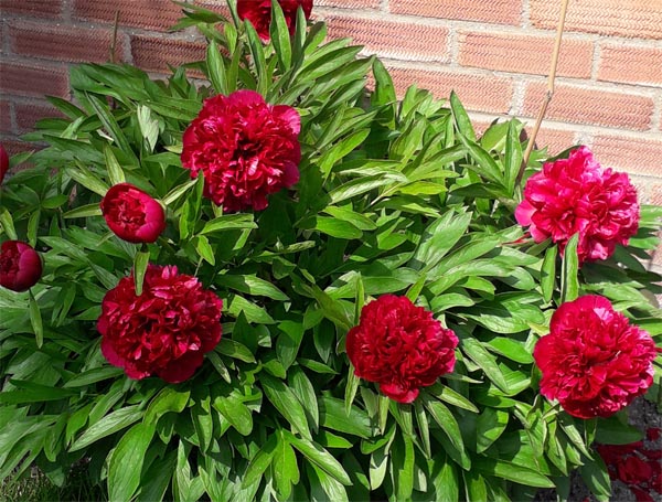 Peony